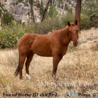 Found Horse ID aka Red